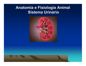 Anatomia e Fisiologia Animal Sistema Urinário