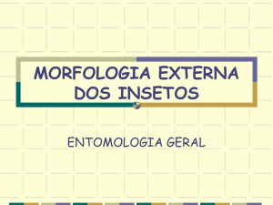 morfologia externa dos insetos 1