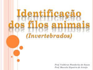 Identificação dos Filos Animais (invertebrados)