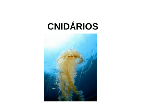 Cnidarios