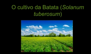 O cultivo da Batata (Solanum tuberosum)