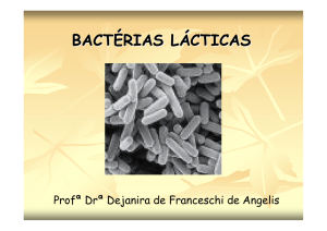 Bactérias láticas na fermentação etanólica