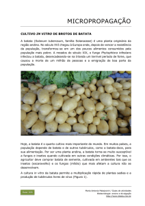 103 Micropropagação: cultivo in vitro de batata inglesa PDF