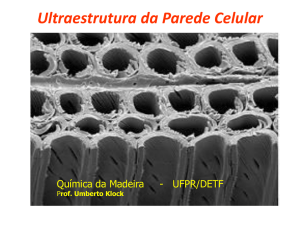 Ultraestrutura da Parede Celular - Engenharia Florestal