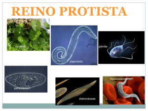 Reino Protozoa