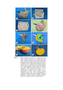 Figura 1- Moldes e modelos de estômago e de intestino