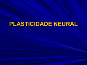 Plasticidade neural