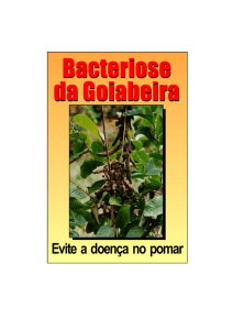 Bacteriose da Goiabeira Bacteriose da Goiabeira