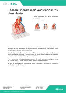 Lobos pulmonares com vasos sanguíneos circundantes
