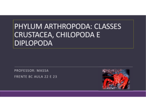 phylum arthropoda: classes crustacea, chilopoda e diplopoda