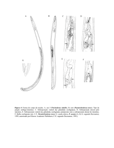 Figura 4. Forma do corpo do macho. A. em J (Trichodorus similis), B
