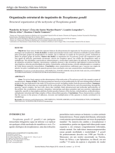 Organização estrutural do taquizoíto de Toxoplasma gondii