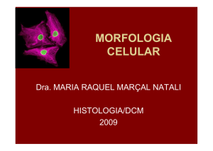 morfologia celulardef - Depto de Ciências Morfológicas