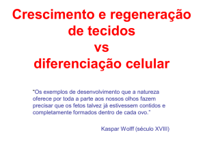 Crescimento e regeneração de tecidos vs. diferenciação