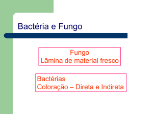 Bactéria e Fungo