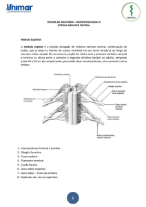 Medula Espinhal A medula espinal é a porção alongada do sistema