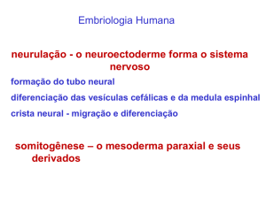 Aula 4 - Neurulação e somitogênese Arquivo