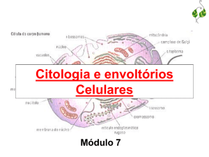 Citologia e envoltórios Celulares