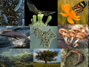 ano internacional da biodiversidade
