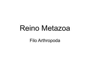 Reino Metazoa - Filo Arthropoda