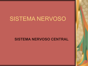 sistema nervoso central