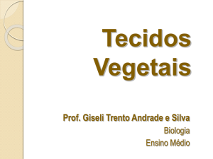 Tecidos Vegetais Prof. Giseli Trento Andrade e Silva