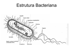 Forma das bactérias - Maximo Vestibulares