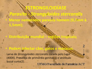 4 Strongyloides stercoralis