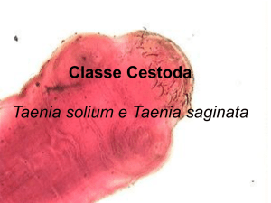 CLASSE CESTODA Taenia solium e Taenia