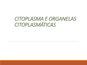 citoplasma e organelas citoplasmáticas- 29-09
