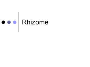Rhizome - TecWeb