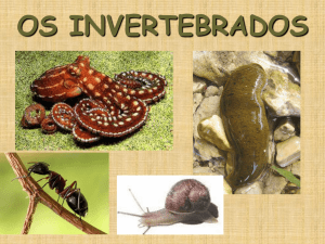 Slides Invertebrados (artrópodes, moluscos, anelídeos e cnidários)