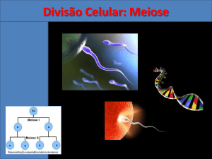Divisão Celular: Meiose