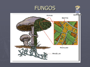 fungos - Educacional