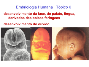 Embriologia aula 6 - face, cavidades bucal e nasal, ouvido Arquivo