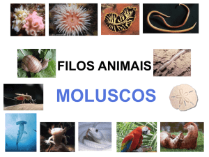 filo mollusca - Colégio Saber Online