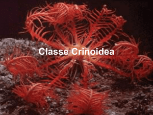 Classe Crinoidea - URI Santo Ângelo