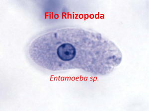Filo Rhizopoda