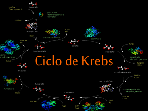 Bioquímica, Ciclo de Krebs