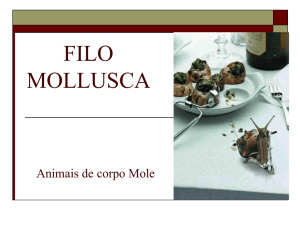 filo mollusca - WordPress.com