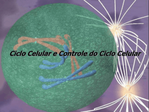 Ciclo celular - IBILCE/UNESP