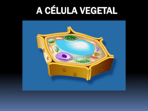 A CÉLULA VEGETAL Célula Animal X Célula Vegetal Parede