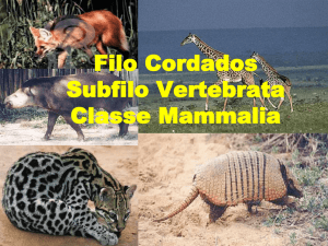 Classe Mammalia 17