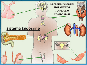 Sistema Endócrino - Rede de Educação Marcelinas