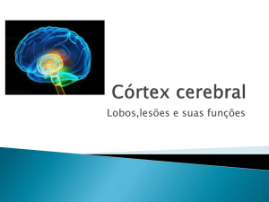 Cortex cerebral