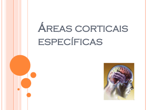 areas-corticais-especificas