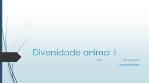 slides Diversidade Animal II