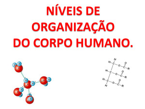 Organização do corpo humano - Unasp-SP