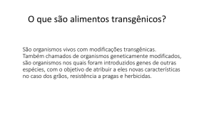 Transgênicos - Rainha do Brasil