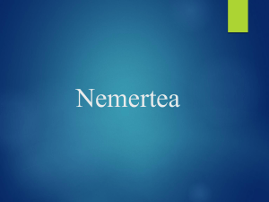 Nermetea - WordPress.com